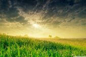 Powerful WordPress Themes Tips And Tricks